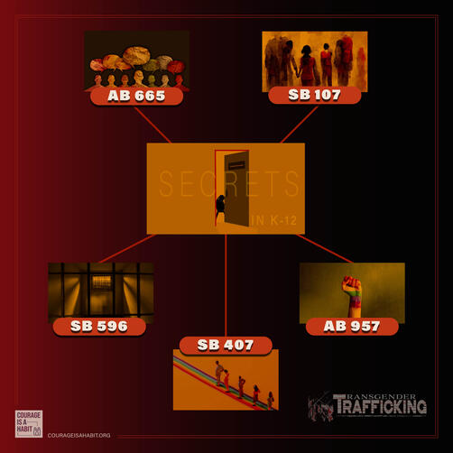 Transgender Trafficking Model